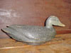 Canard noir