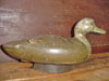 Canard noir