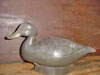 Canard noir