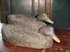 Paire de canards noirs, par Bill Cooper