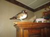 Taxidermie.