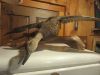 Taxidermie.