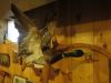 Taxidermie.